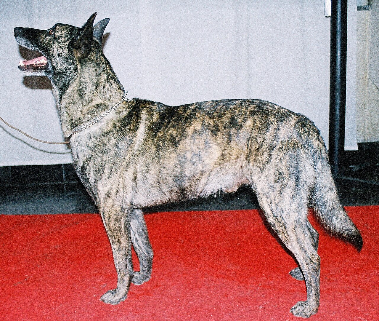 Dutch Shepherd — 1