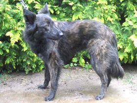 Dutch Shepherd — 2