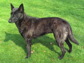 Dutch Shepherd — 3