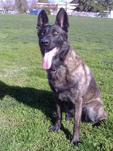 Dutch Shepherd — 4