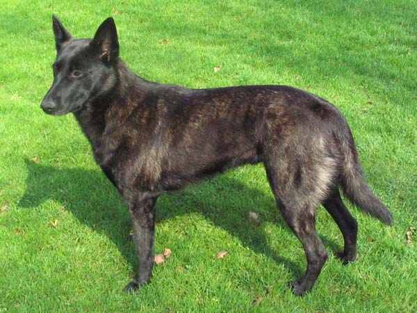 Dutch Shepherd — 5