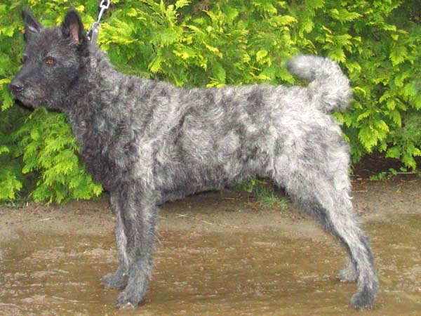 Dutch Shepherd — 6