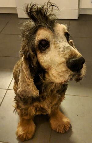 English Cocker Spaniel — 1
