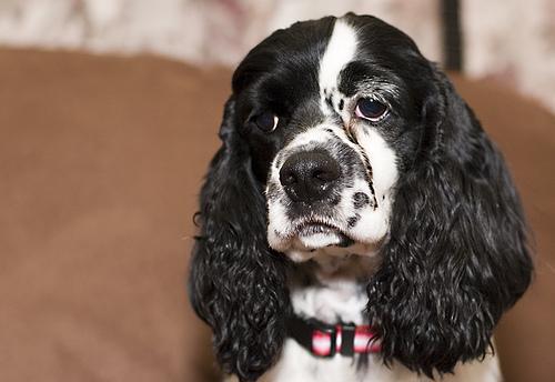English Cocker Spaniel — 3