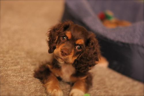 English Cocker Spaniel — 4