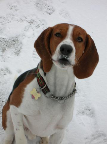 English Foxhound — 1