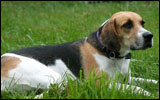 English Foxhound — 2