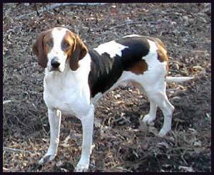 English Foxhound — 3