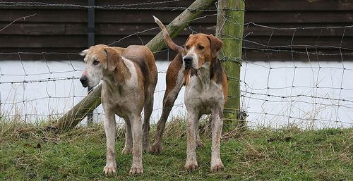 English Foxhound — 4