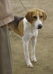 English Foxhound — 5