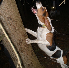English Foxhound — 6