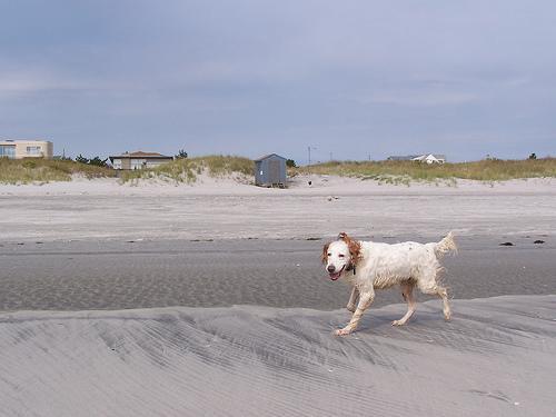 English Setter — 1