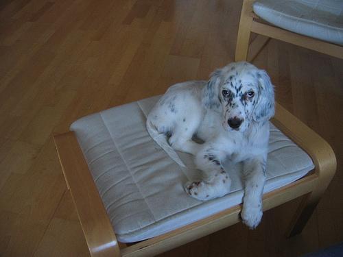 English Setter — 2