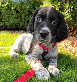 English Setter — 3