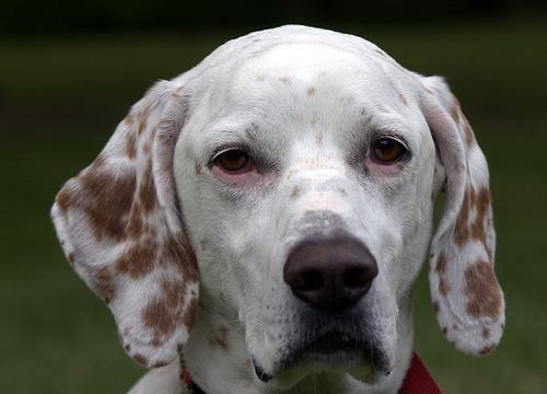 English Setter — 4
