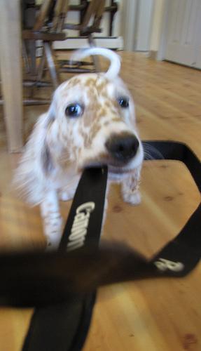 English Setter — 5