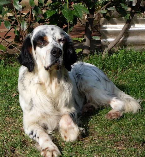 English Setter — 6