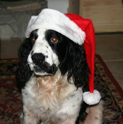 English Springer Spaniel — 1