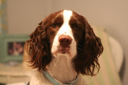 English Springer Spaniel — 2