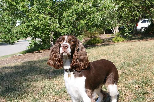 English Springer Spaniel — 3