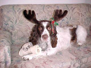 English Springer Spaniel — 4