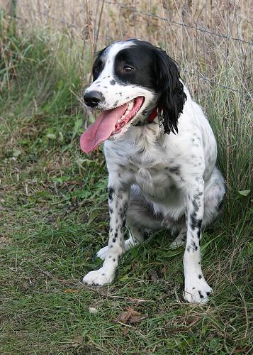 English Springer Spaniel — 5