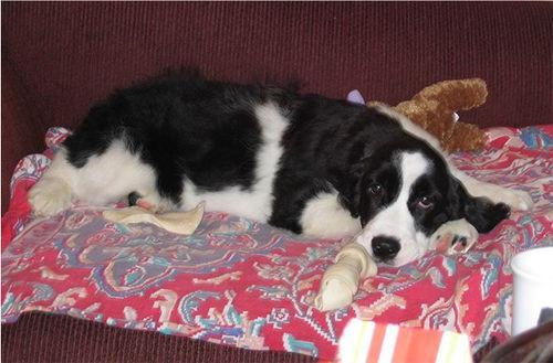 English Springer Spaniel — 6