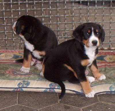 Entlebucher Mountain Dog — 1