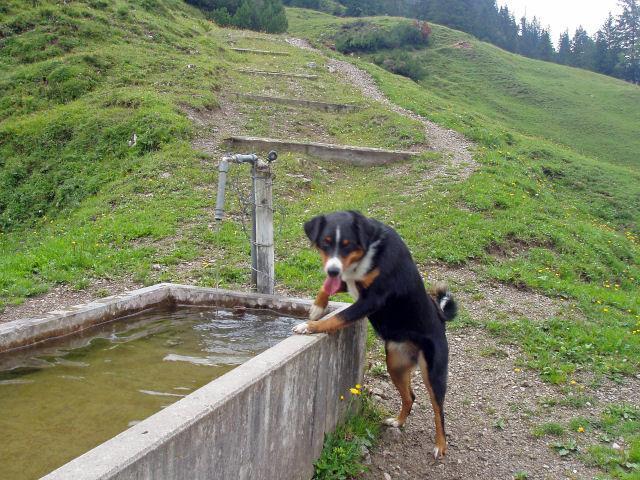 Entlebucher Mountain Dog — 2