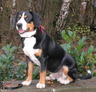 Entlebucher Mountain Dog — 3