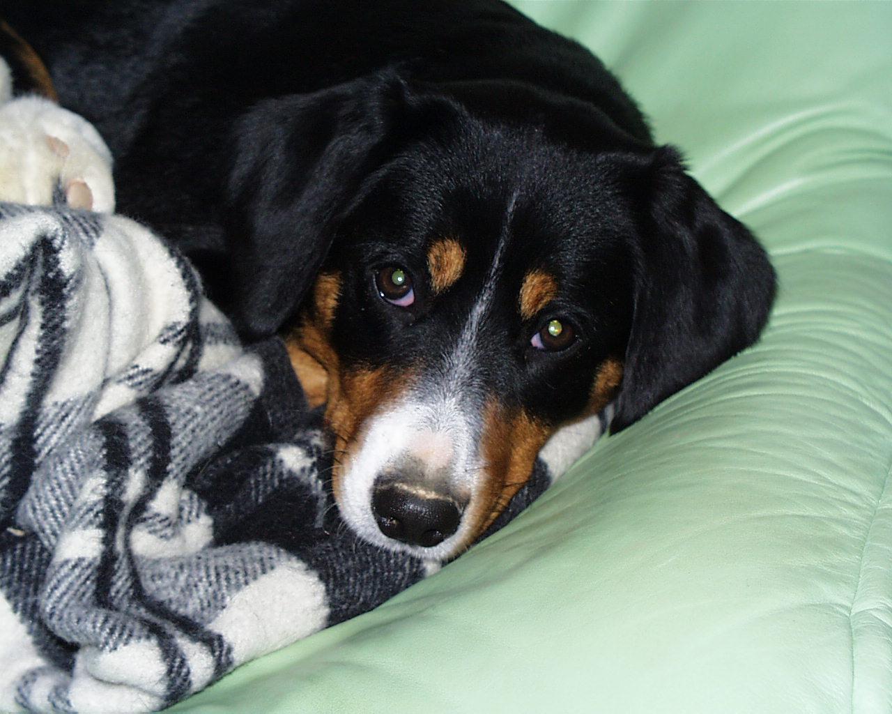 Entlebucher Mountain Dog — 4
