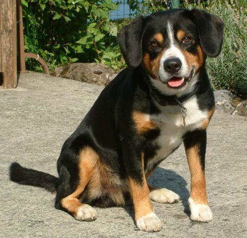 Entlebucher Mountain Dog — 5