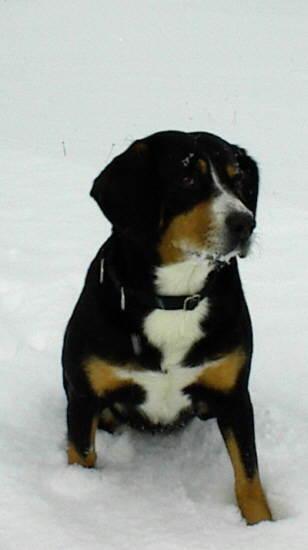 Entlebucher Mountain Dog — 6