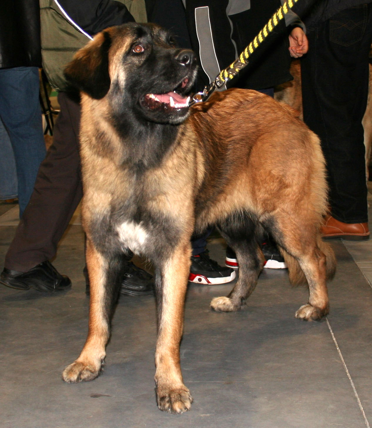 Estrela Mountain Dog — 1