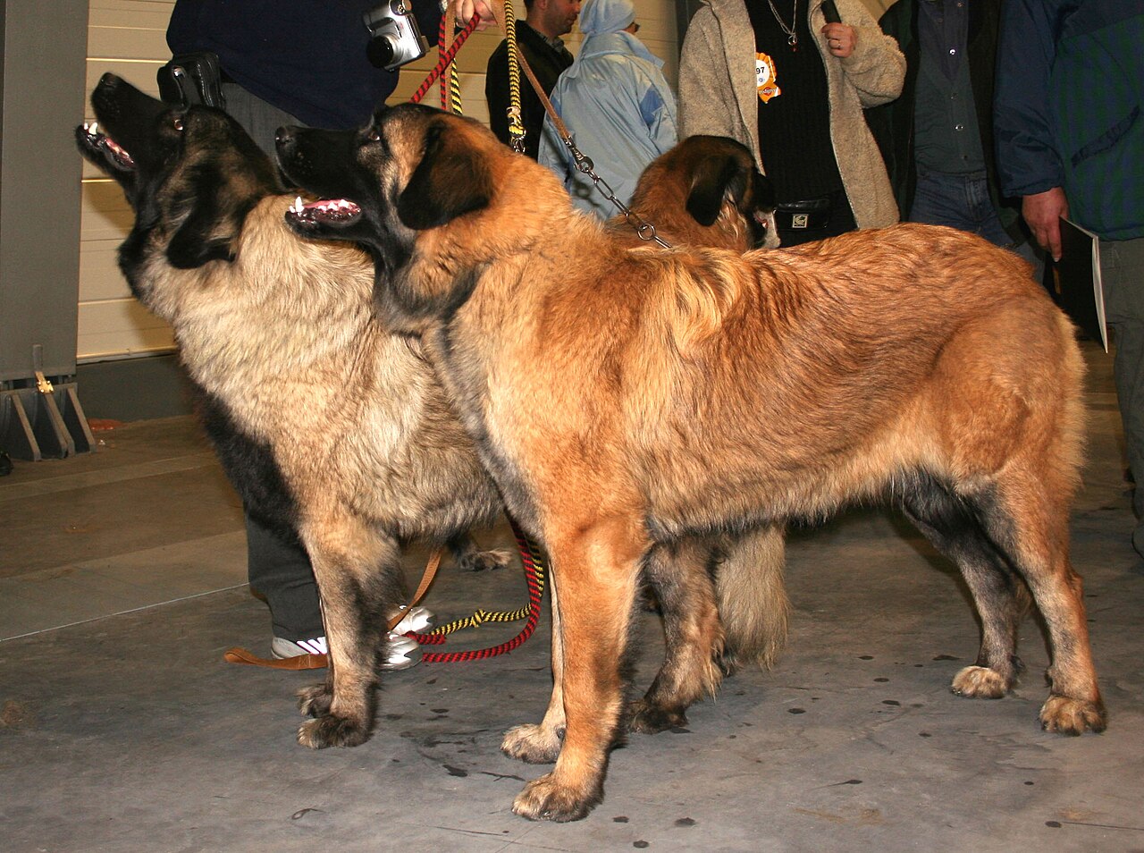 Estrela Mountain Dog — 2