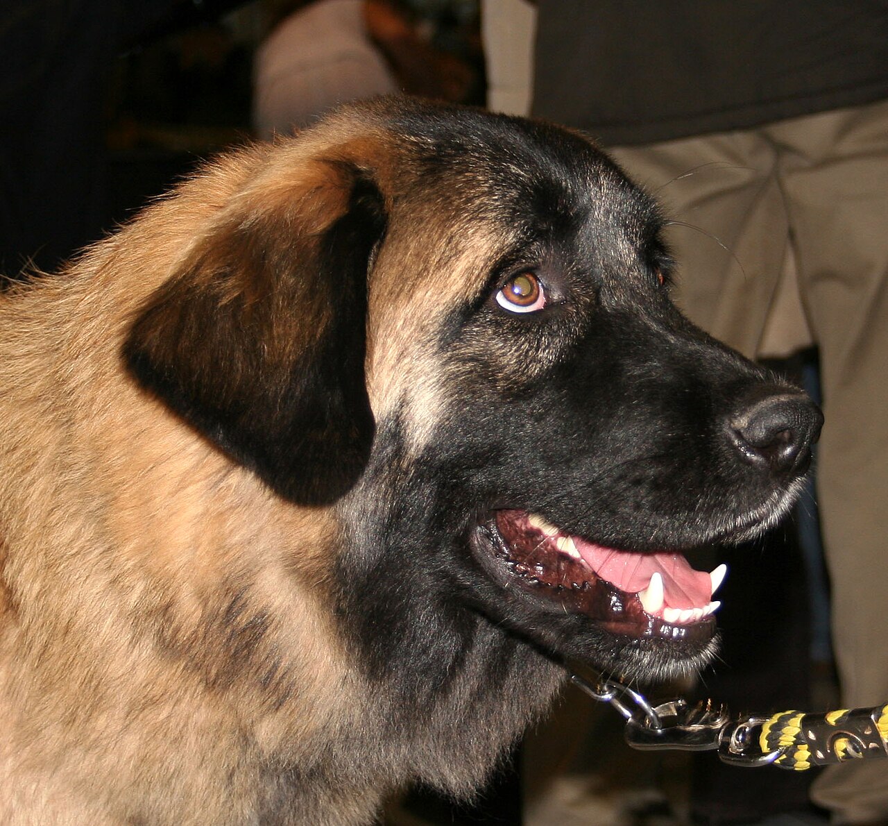 Estrela Mountain Dog — 3