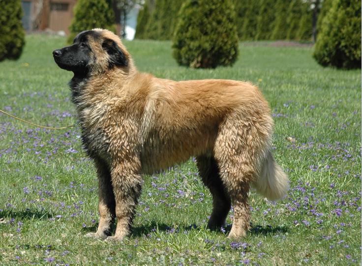 Estrela Mountain Dog — 5