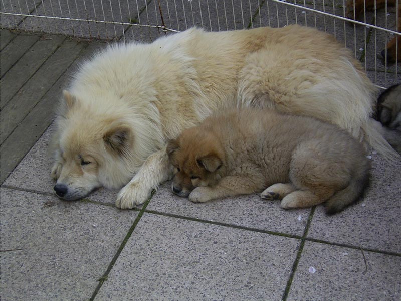 Eurasier — 1