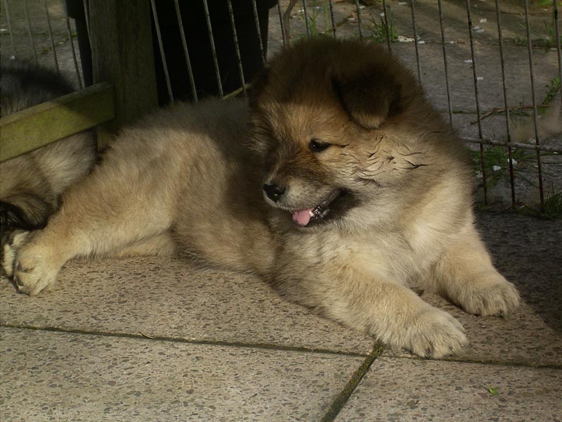 Eurasier — 2
