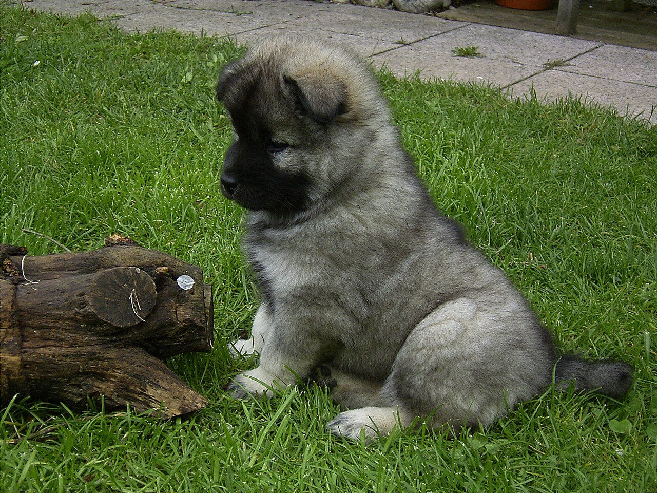 Eurasier — 3