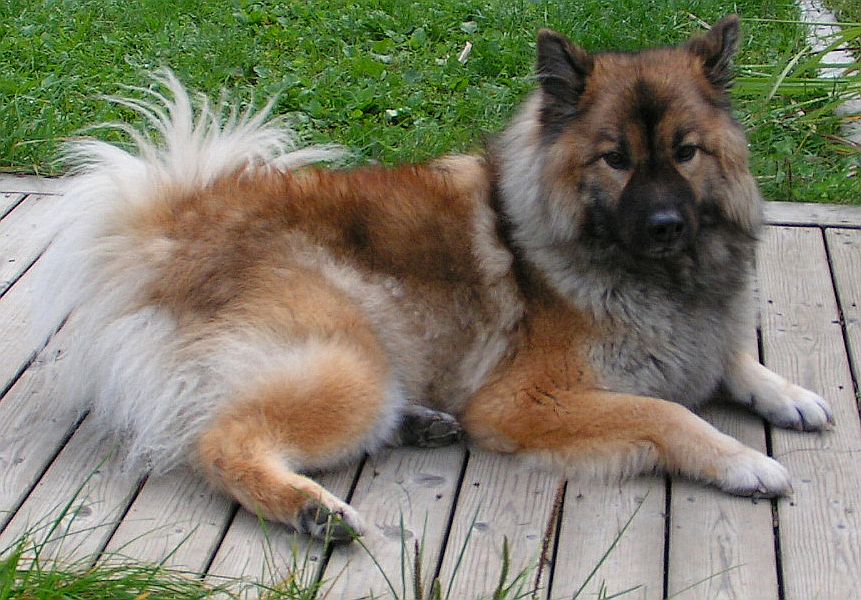 Eurasier — 4