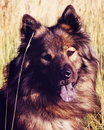 Eurasier — 5