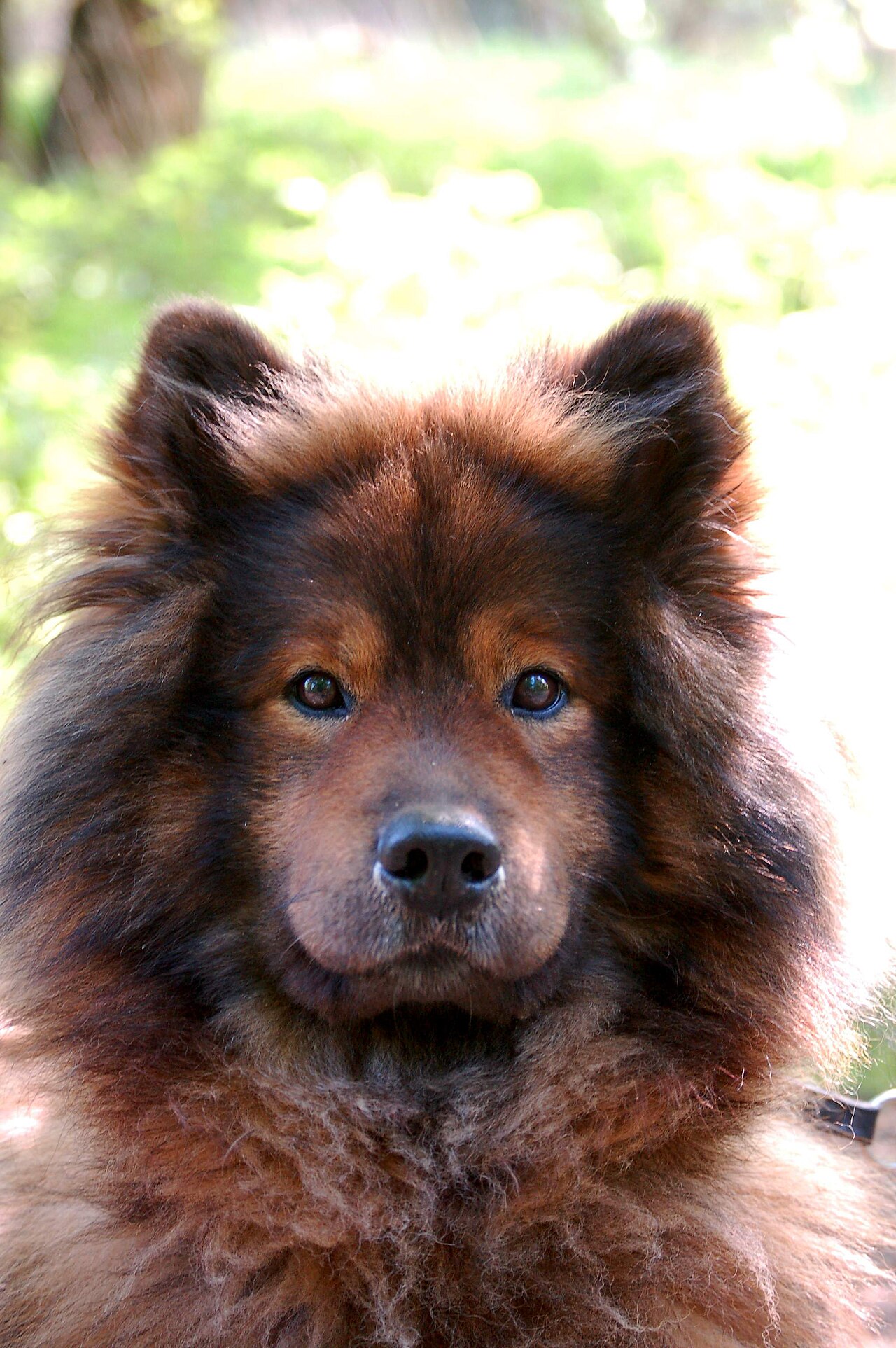 Eurasier — 6