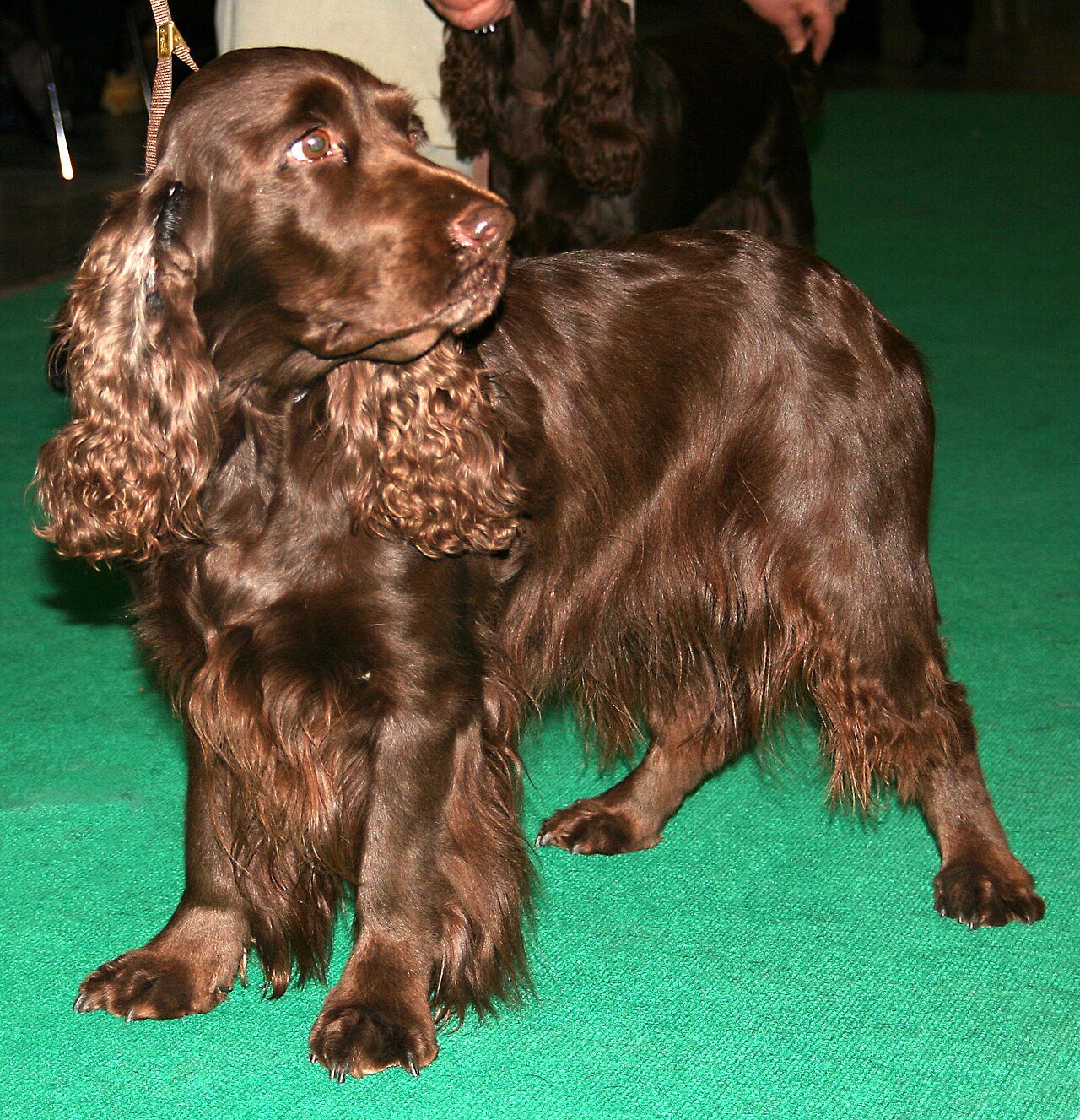 Field Spaniel — 1