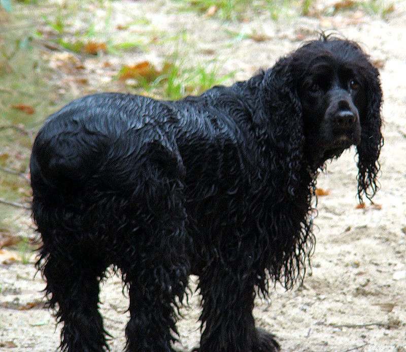 Field Spaniel — 2