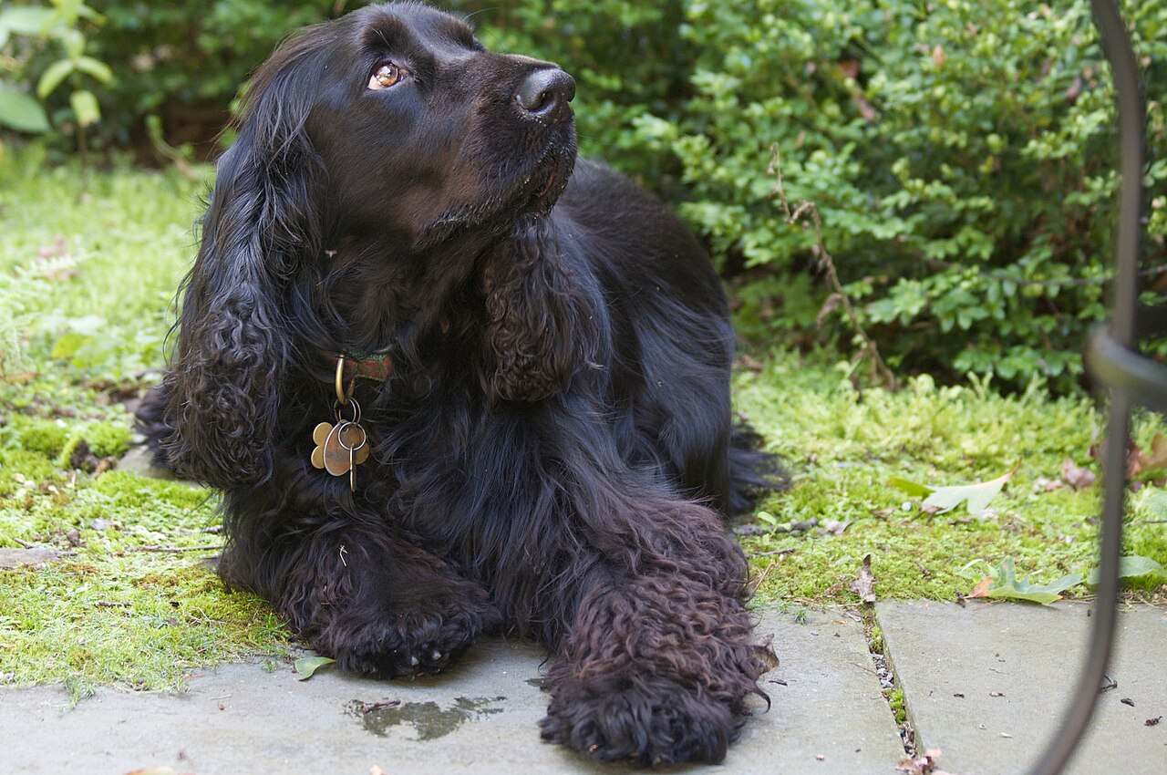 Field Spaniel — 4