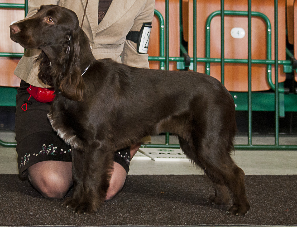 Field Spaniel — 5