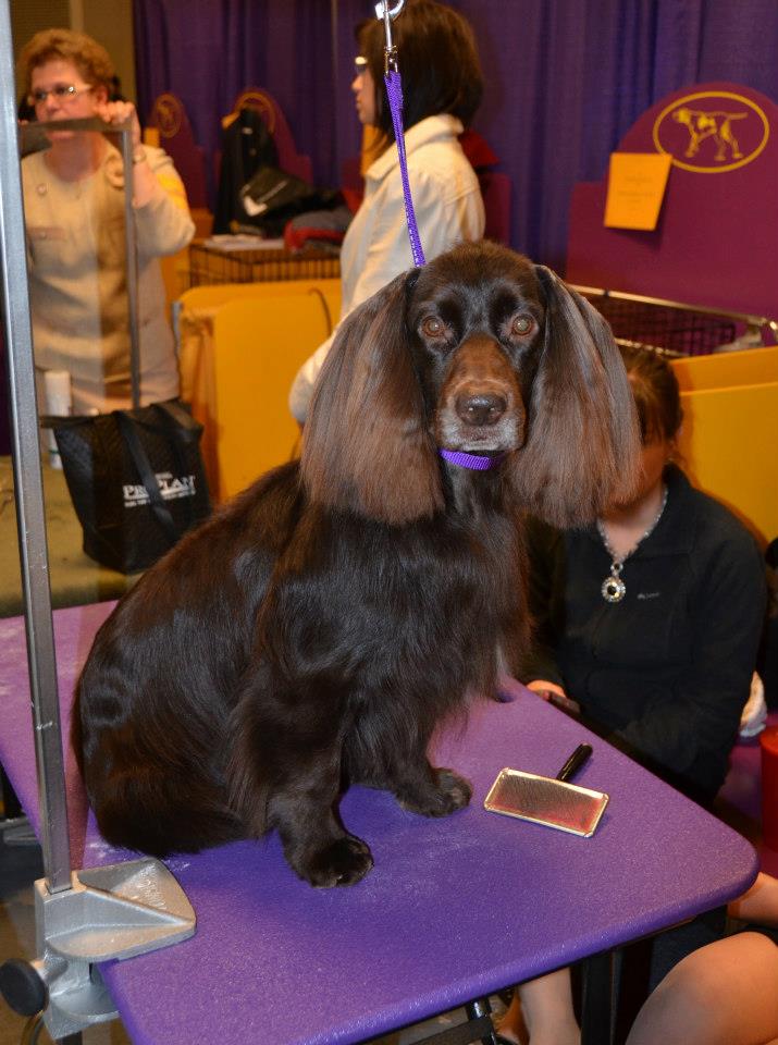 Field Spaniel — 6
