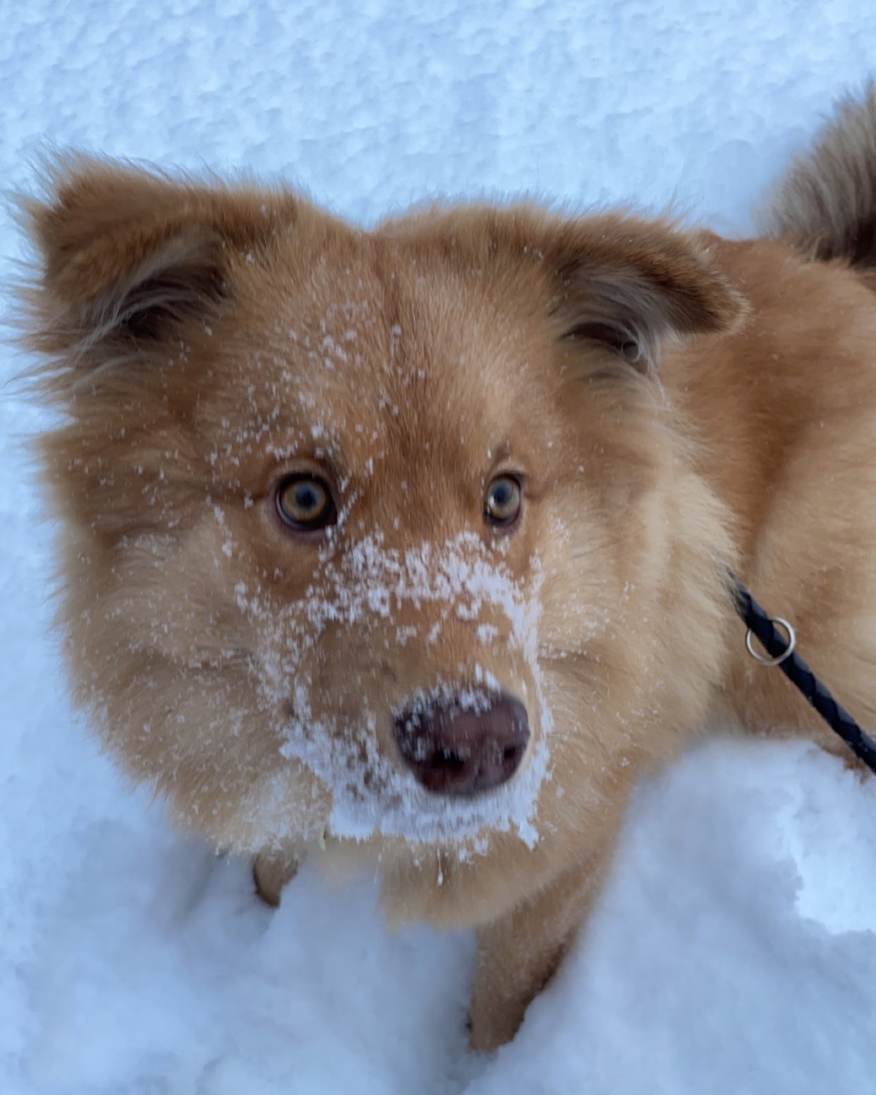 Finnish Lapphund — 1