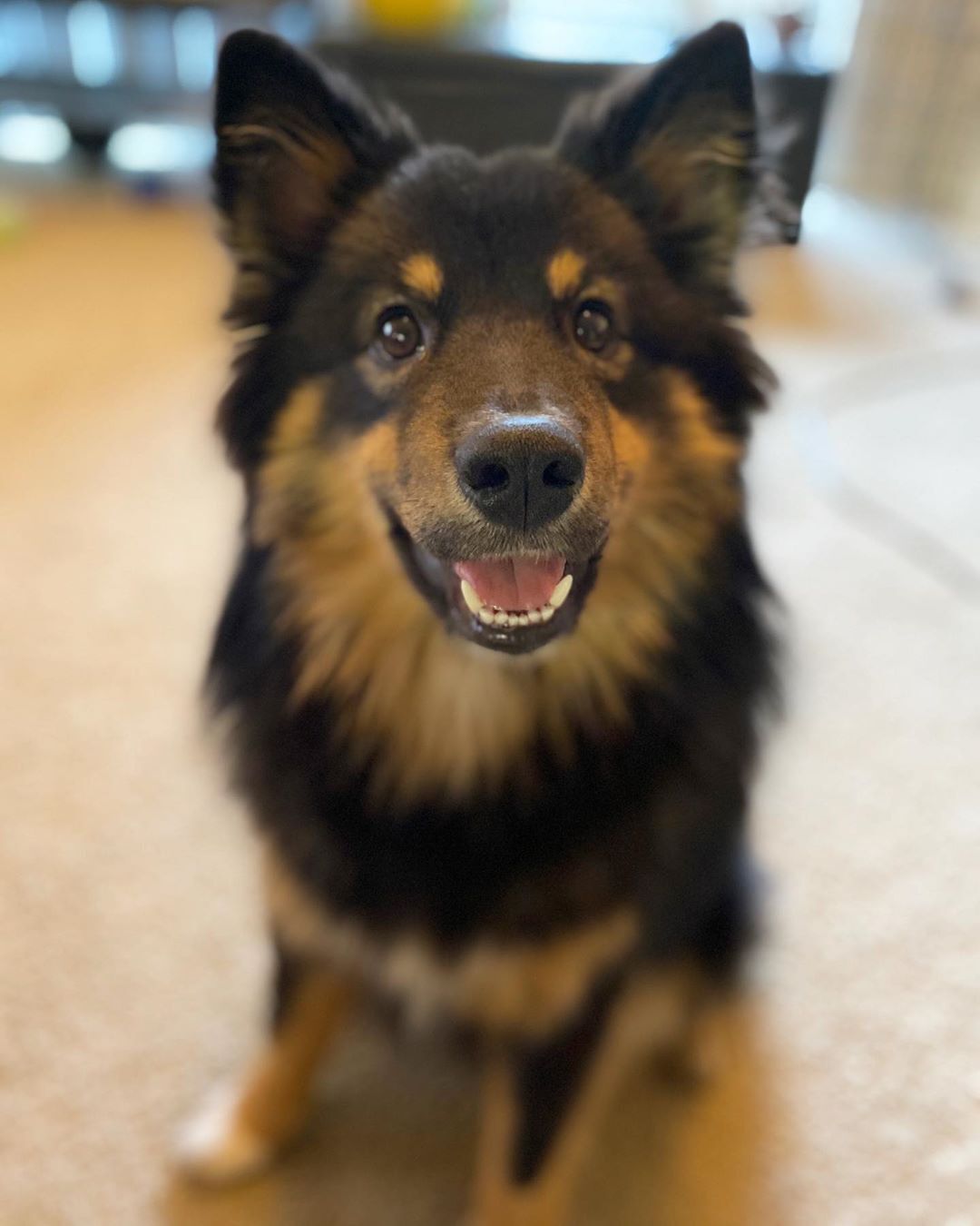 Finnish Lapphund — 2